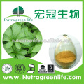 Herbal Extract Powder gynostemma pentaphyllum